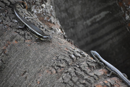 (c) JR Ferrer-Paris, some rights reserved (CC BY)