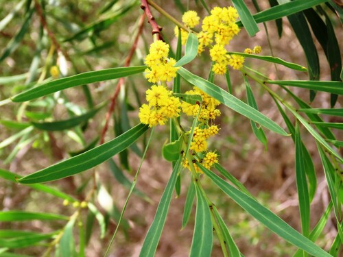 Image of Acacia provincialis by (c) Elspeth Swan, some rights reserved (CC BY)