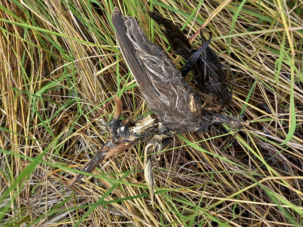 Striped Crake (Aenigmatolimnas marginalis), photo 2