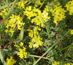 Medicago falcata