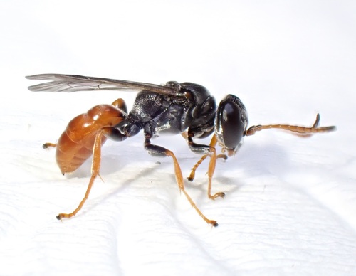 Pison peletieri Le Guillou, 1841