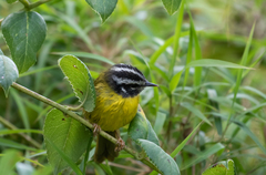 Myiothlypis basilica