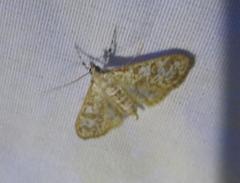 Palpita freemanalis