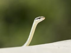 Dendrelaphis tristis