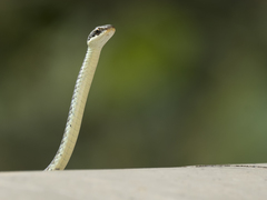 Dendrelaphis tristis