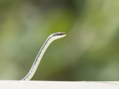 Dendrelaphis tristis