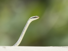 Dendrelaphis tristis