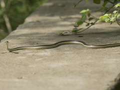 Dendrelaphis tristis