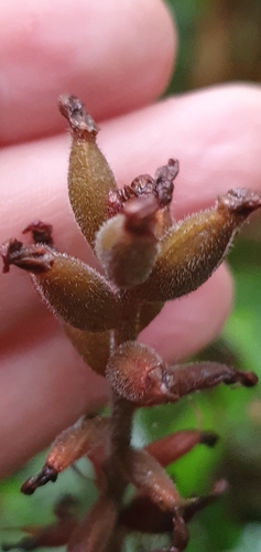 Goodyera grandis iNat (2)