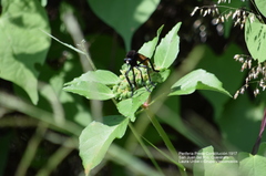Archilestris magnificus