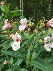 Impatiens glandulifera