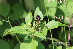 Archilestris magnificus
