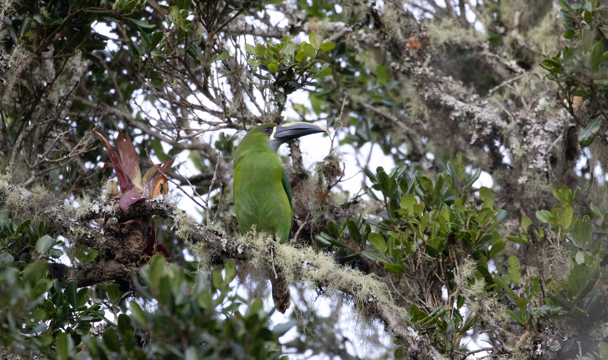 Southern Emerald-Toucanet (Aulacorhynchus albivitta)
