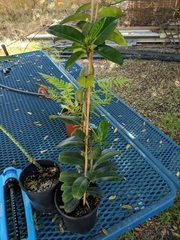 Stephanotis floribunda