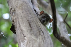 Lepilemur ankaranensis