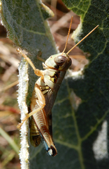 Phoetaliotes nebrascensis