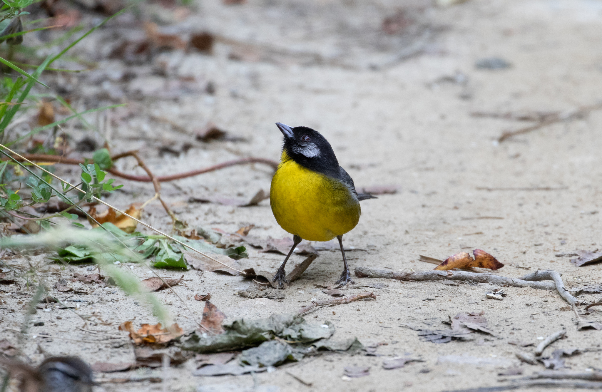 Santa Marta Brushfinch illustration