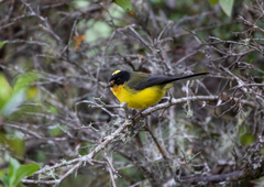 Myioborus flavivertex