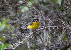 Myioborus flavivertex