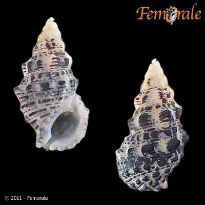 Cerithium caeruleum