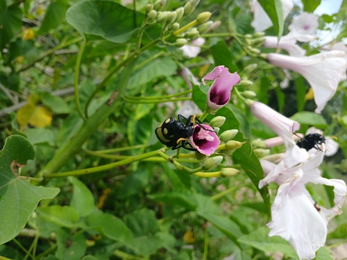 CMR Blisterbeetle