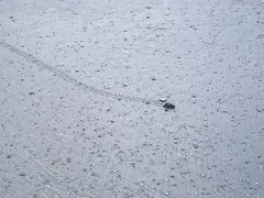 Caretta caretta