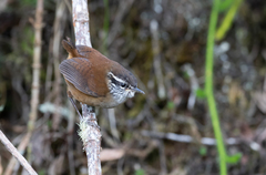 Hermit Wood-Wren photo 2