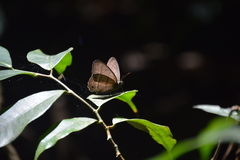 Cissia