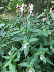 Impatiens glandulifera