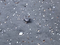 Caretta caretta