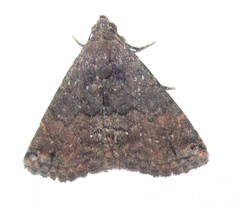 Eublemma nigrivitta
