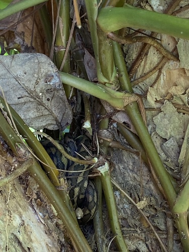 Coastal Carpet Python sighting
