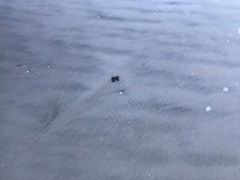 Caretta caretta
