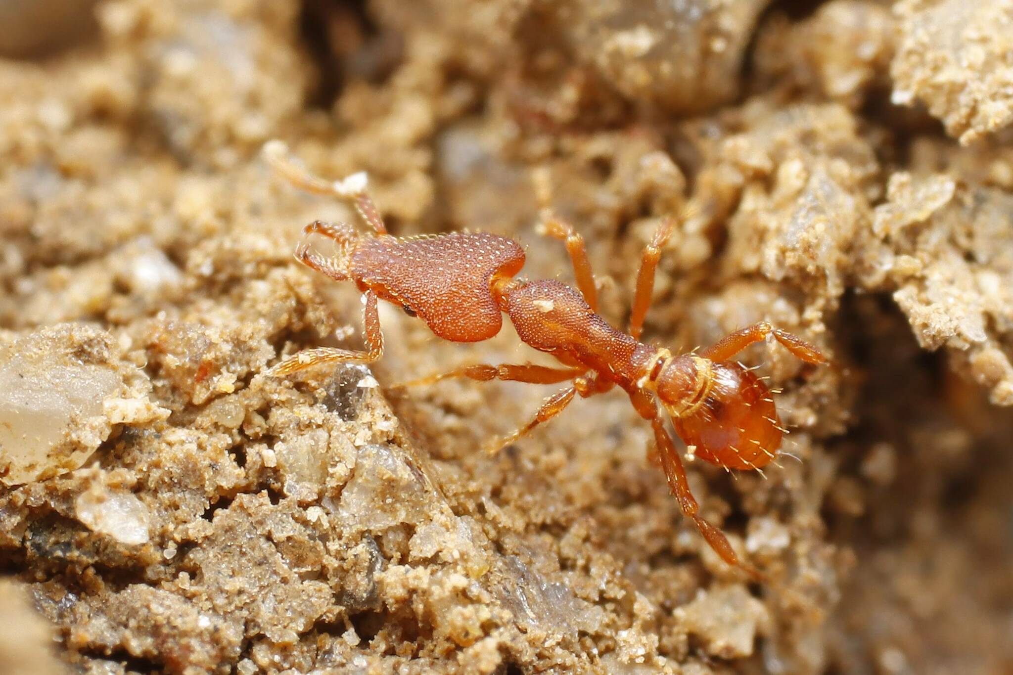 Strumigenys mutica