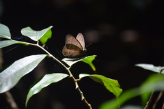 Cissia