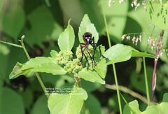 Archilestris magnificus