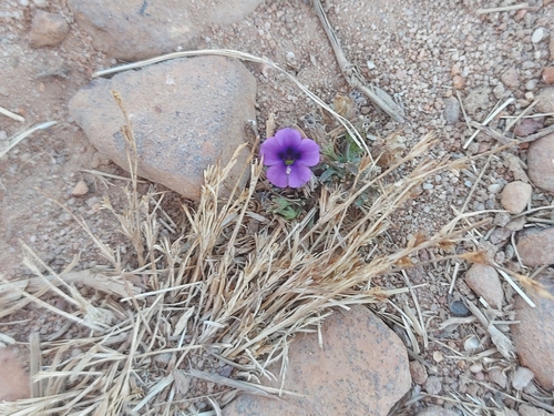 Image of Monopsis debilis by no rights reserved