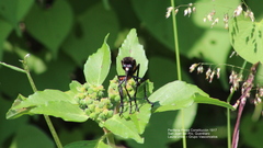 Archilestris magnificus