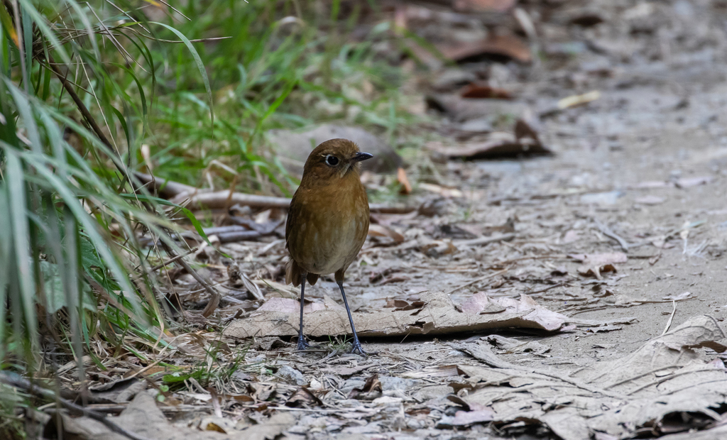 Sierra Nevada Antpitta