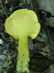 Cantharellus lewisii
