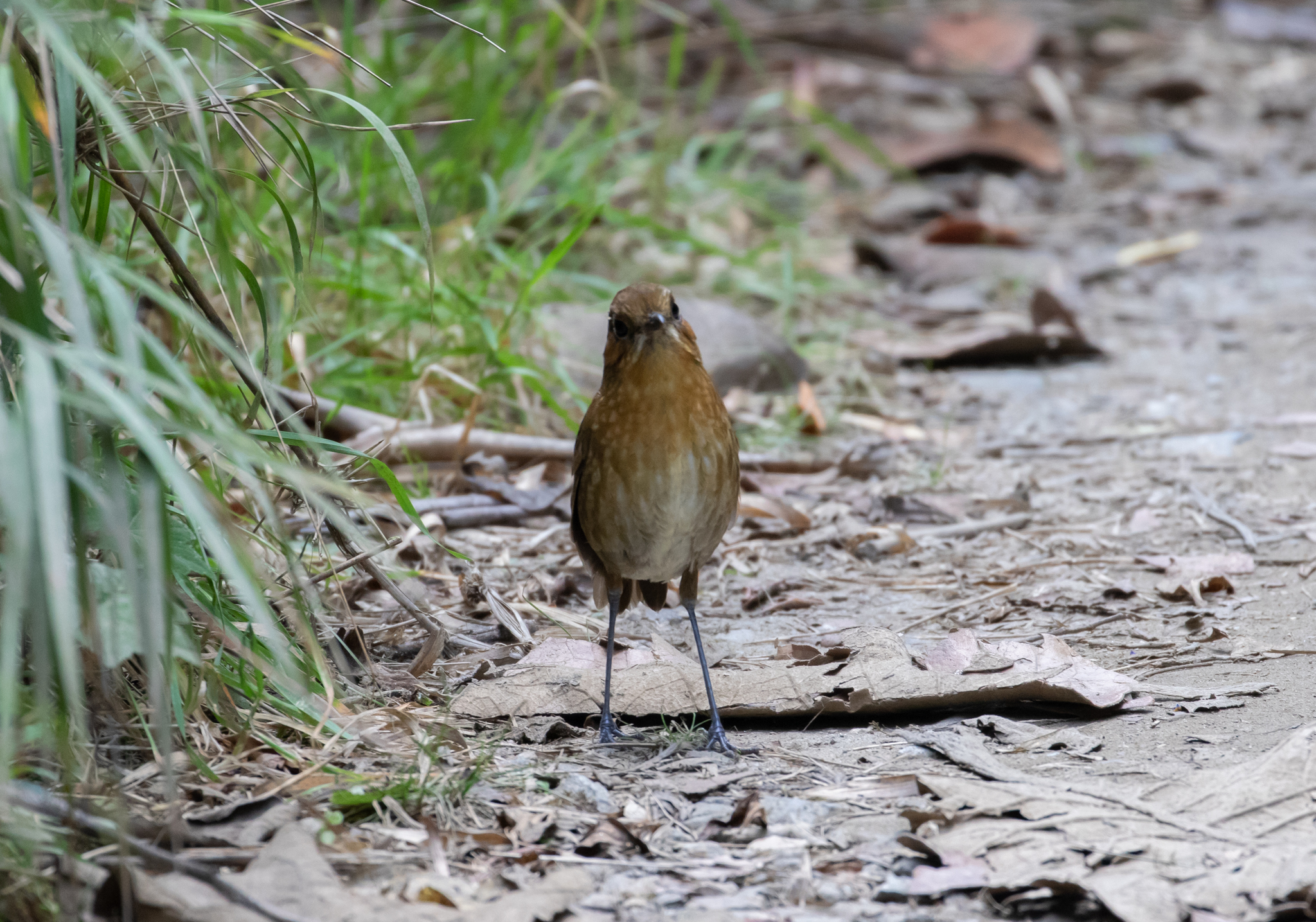 Sierra Nevada Antpitta (Grallaria spatiator), photo 5