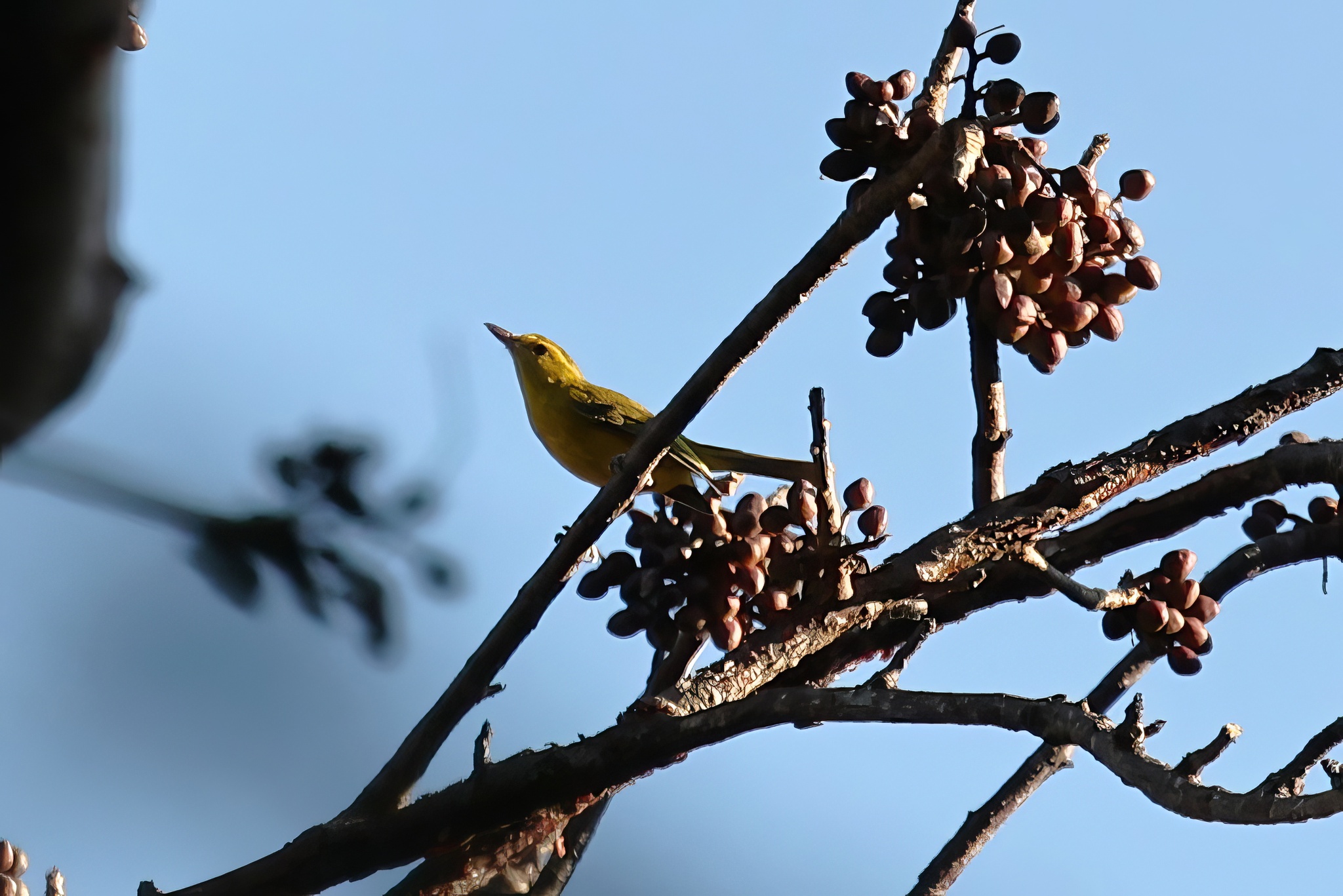 Golden Vireo (Vireo hypochryseus), photo 10