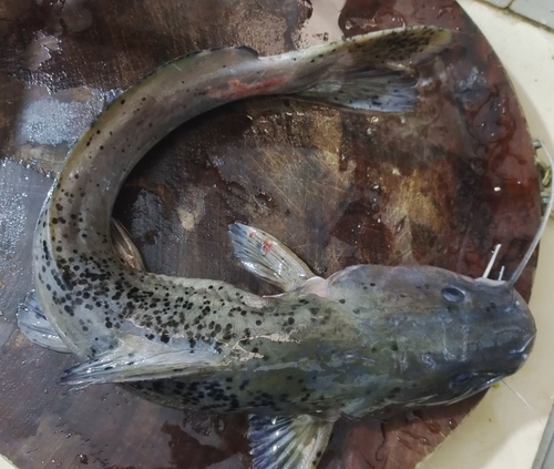 Hemibagrus guttatus