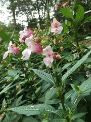 Impatiens glandulifera