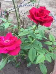 Rosa