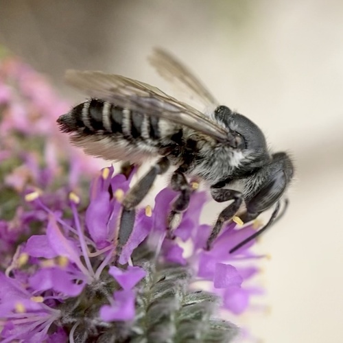 Texas Leafcutter Bee photo 5