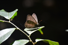 Cissia