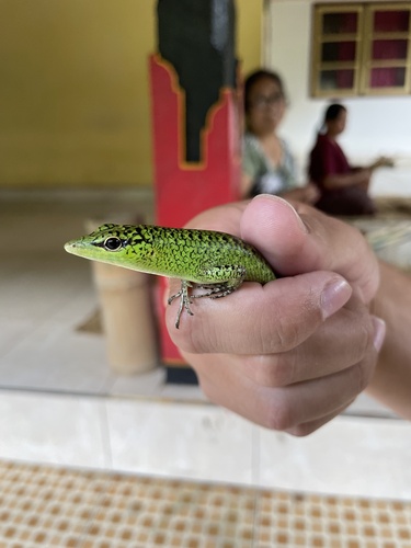 Lamprolepis smaragdina
