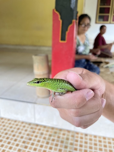 Lamprolepis smaragdina