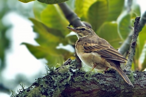 Wood Pipit (Anthus nyassae), photo 2